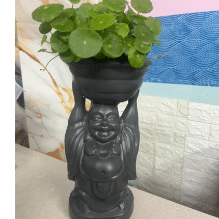 Buddha with Coin Plant