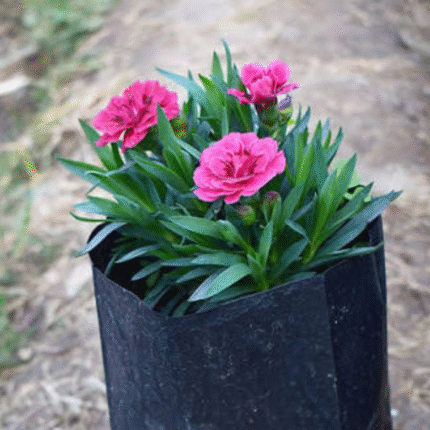 Dianthus