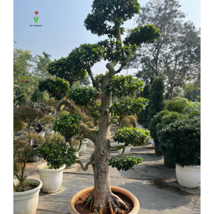 Ficus Microcarpa