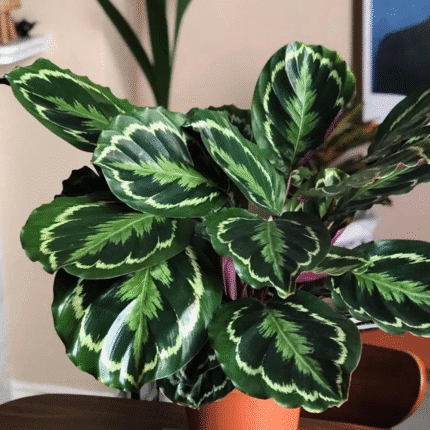 Calathea
